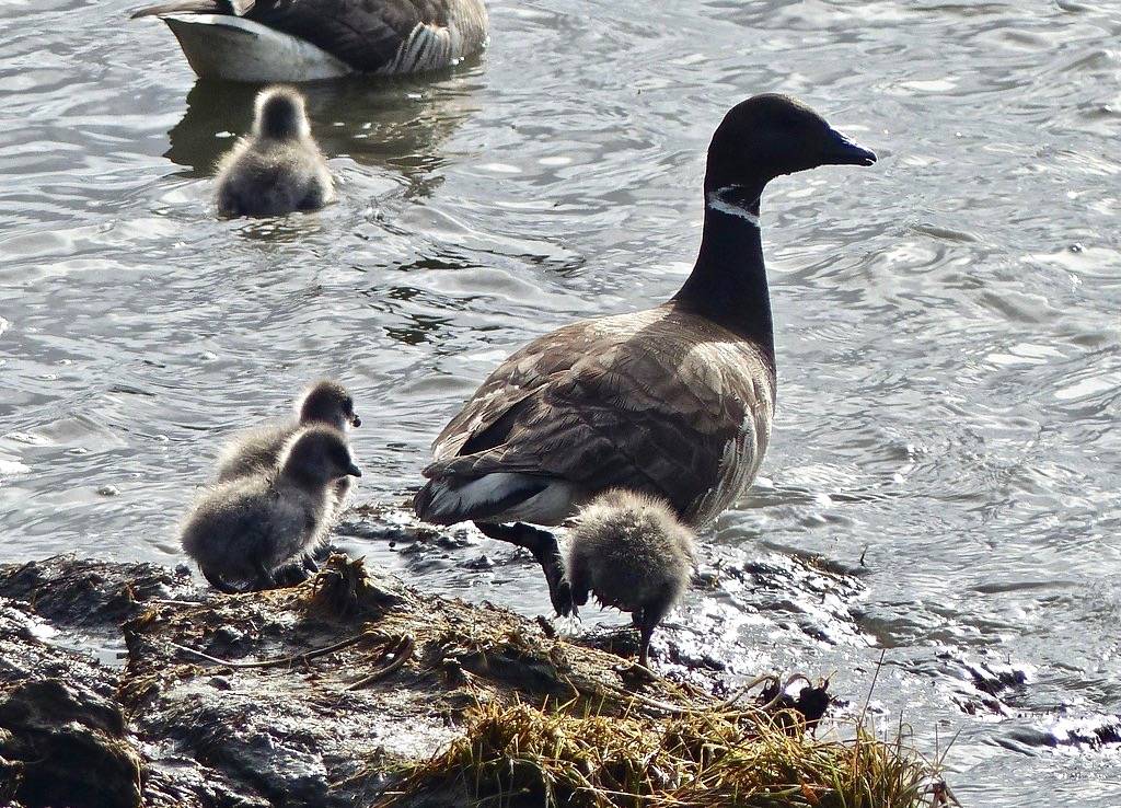 Brant brood by Kristie Sowl/USFWSAlaska is licensed under CC BY-NC-ND 2.0